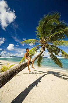男孩,坐,棕榈树,树干,海滩,乌波卢岛,萨摩亚群岛