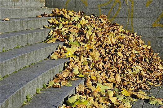 秋叶,楼梯