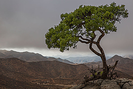 树,站立,一个,高处,里希特斯韦德国家公园,风景,南非