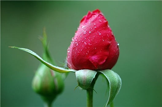 红玫瑰,芽
