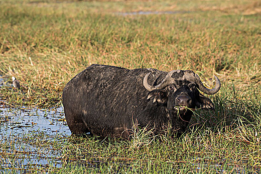 非洲,南非水牛,非洲水牛,站在水中,进食,乔贝,河,乔贝国家公园,博茨瓦纳