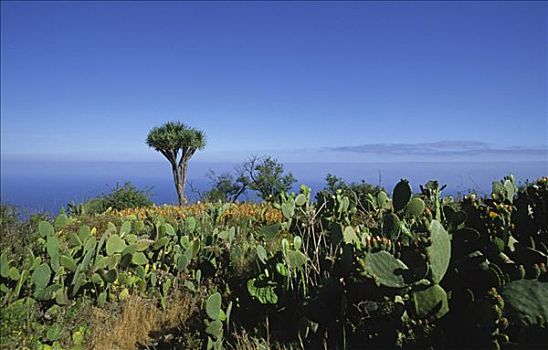 龙,树,挨着,帕尔玛,加纳利群岛,西班牙