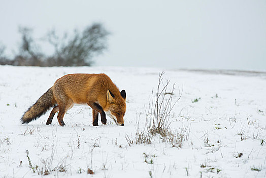 红狐,狐属,嗅,雪地,北荷兰,荷兰