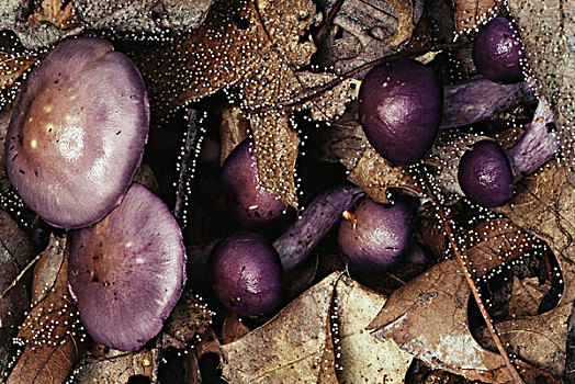 紫色,蘑菇,秋叶,大幅,尺寸