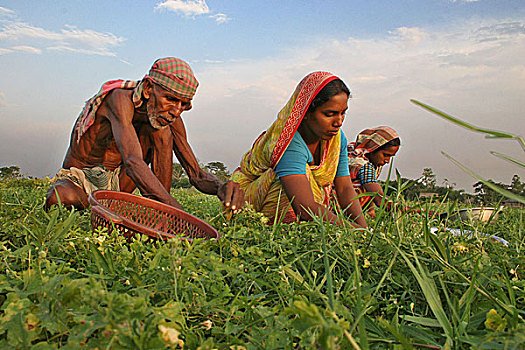 乡村,人,工作,蔬菜,地点,孟加拉,五月,2007年