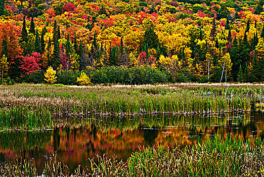 秋色,湿地,靠近,安大略省