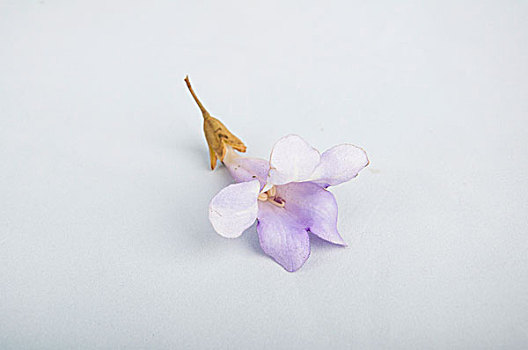 紫色的桐树花