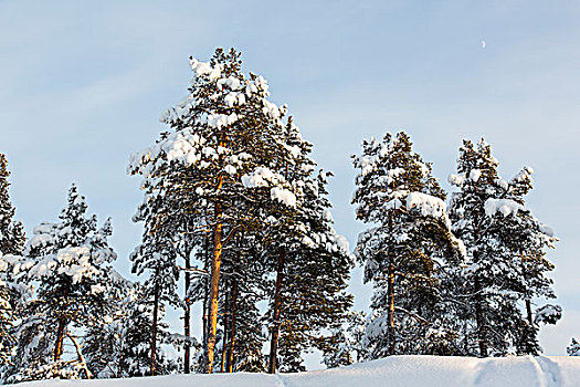 积雪,树,靠近,拉普兰,芬兰,欧洲