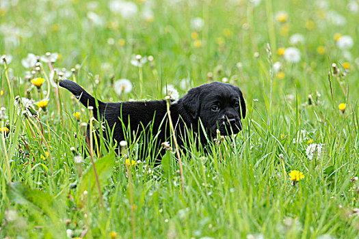 黑色拉布拉多犬,小狗,走,高草