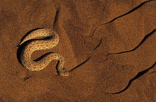 响尾蛇,蝰蛇,骷髅海岸,纳米比亚,非洲