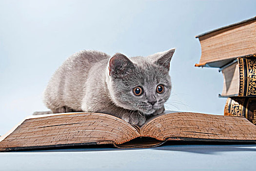 英國,短發,小貓,看書