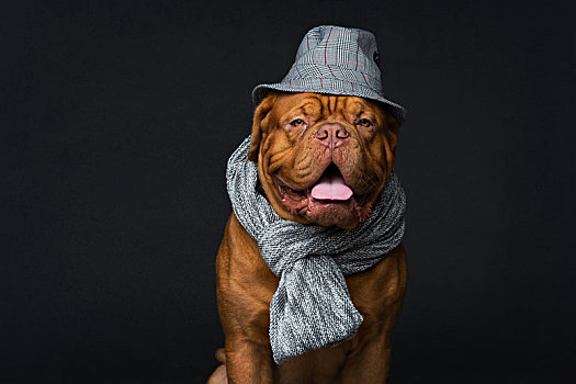 狗,帽子,围巾