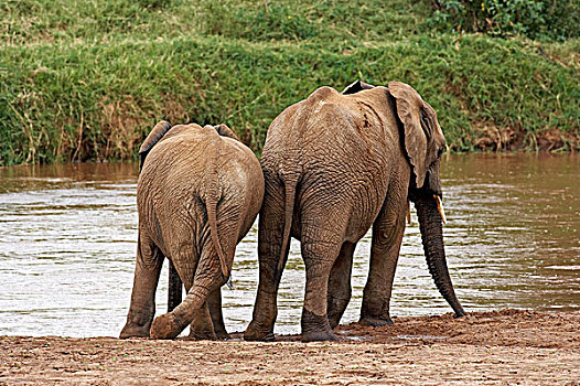 非洲象,成年,喝,河,公园,肯尼亚