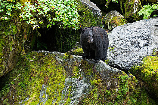 黑熊,美洲黑熊,幼兽,溪流,通加斯国家森林,阿拉斯加