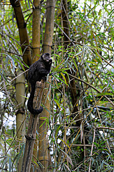 巴西,里约热内卢,植物园,褐色,黑帽悬猴,猴子,棕色卷尾猴
