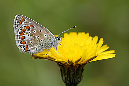 普通,蓝色,蓝灰蝶,蝴蝶,花,上艾瑟尔省,荷兰