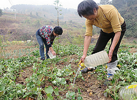 贵州凯里,农民抗旱保冬收,图片