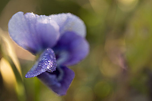 早晨,露珠,花瓣,三色堇,花