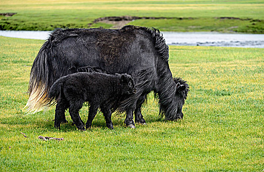 黑色,牦牛,母牛,幼兽,山谷,国家公园,蒙古,亚洲