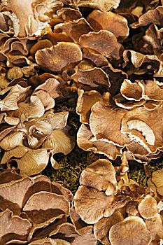 蚝蘑,苔藓