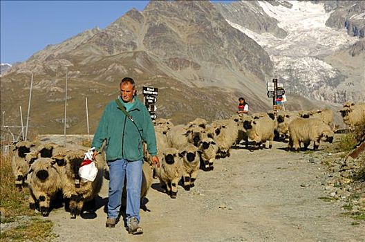 成群,黑色,鼻子,绵羊,策马特峰,瓦莱,瑞士