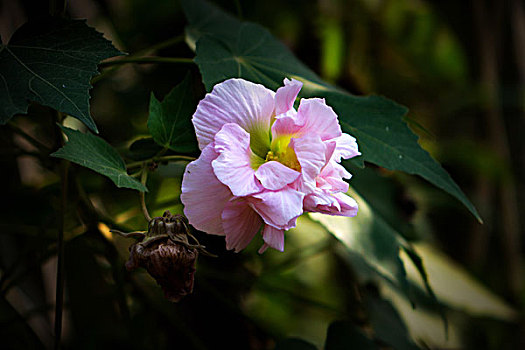 美丽的芙蓉花,木芙蓉,拒霜花,木莲,地芙蓉,华木