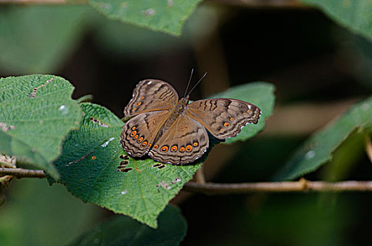 蝴蝶,未知,物种,国家公园,巴布亚新几内亚,大洋洲