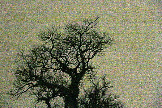 夜色中的树枝
