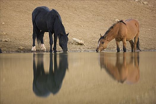 马,一对,喝,水潭,普赖尔山野马放牧区,蒙大拿