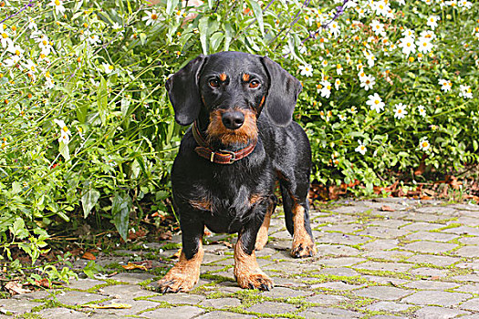 达克斯猎狗,黑色,红棕色,站立,正面,花园,花,北莱茵威斯特伐利亚,德国,欧洲
