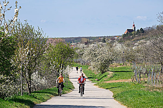 樱花,樱桃树,开花,自行车道,北方,布尔根兰,奥地利,欧洲