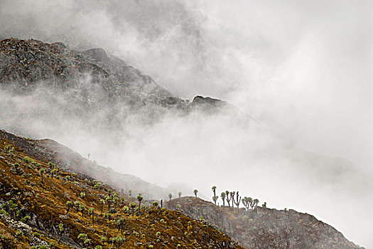 树林,巨大,山梗莱属植物,山,鲁文佐里山地区,乌干达