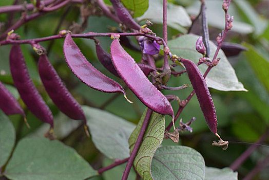 紫红色的扁豆