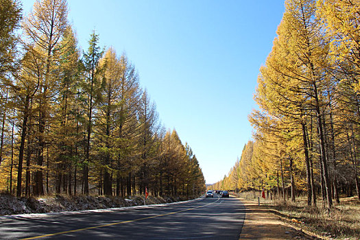 塞罕坝松树林