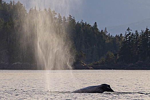 驼背鲸,喷涌,通道,北温哥华岛,不列颠哥伦比亚省,加拿大