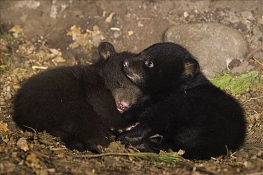 黑熊,美洲黑熊,星期,老,一个,幼兽,棕色,阶段,黑色