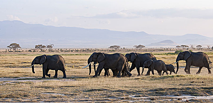 非洲大象041