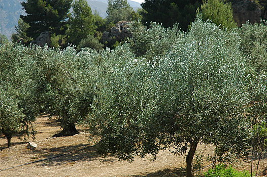橄榄树,橄榄,树上,西班牙