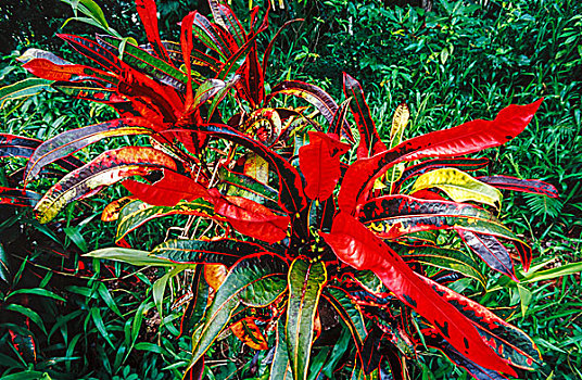 彩色,热带植物,岛屿,帕劳,密克罗尼西亚
