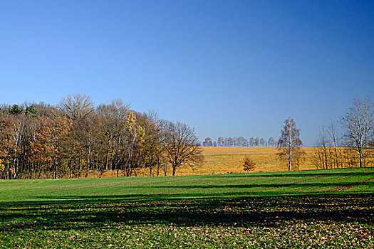 风景,树林,德国