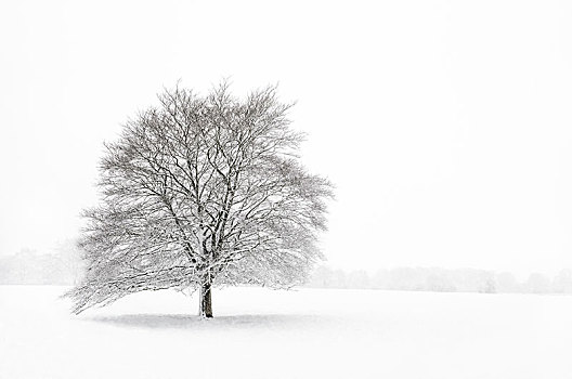 孤树,地点,暴风雪