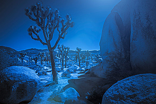 棕榈树,岩石构造,月光,约书亚树国家公园,加利福尼亚,美国