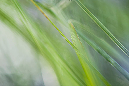 植物,叶子,柔光