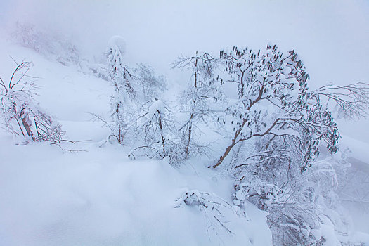 西岭雪山大雪的美丽风景