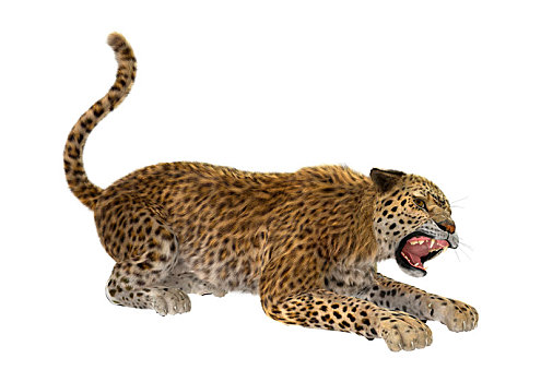 大型猫科动物,豹,白色背景
