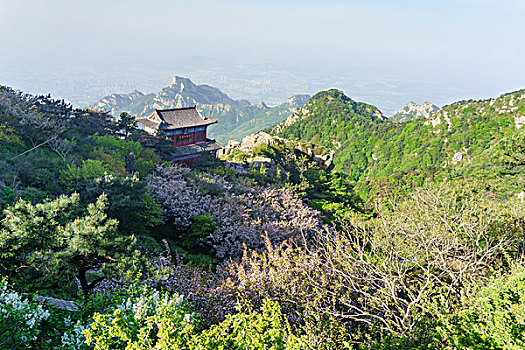 泰山海棠花