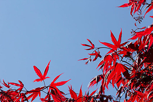 红叶,秋天,正面,蓝天