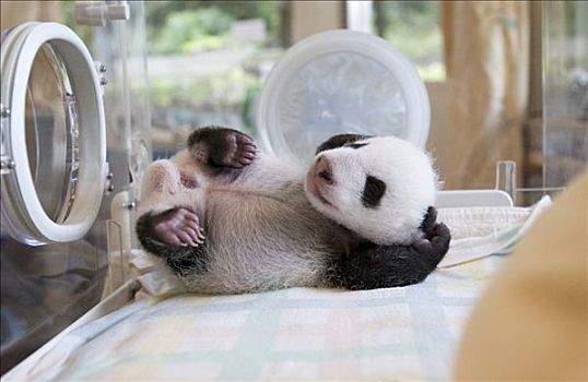 大熊猫,白天,老,幼兽,早产儿保育器,卧龙自然保护区,濒危,中国