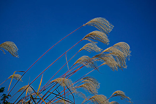 花草