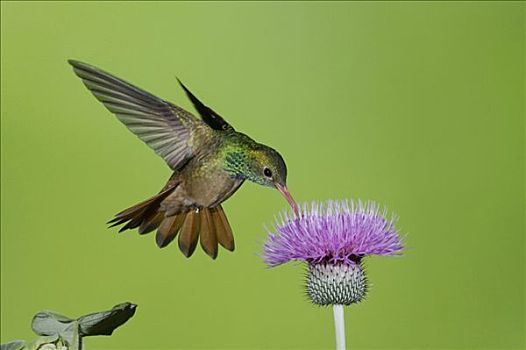 蜂鸟,雄性,飞行,蓟属植物,德克萨斯,美国